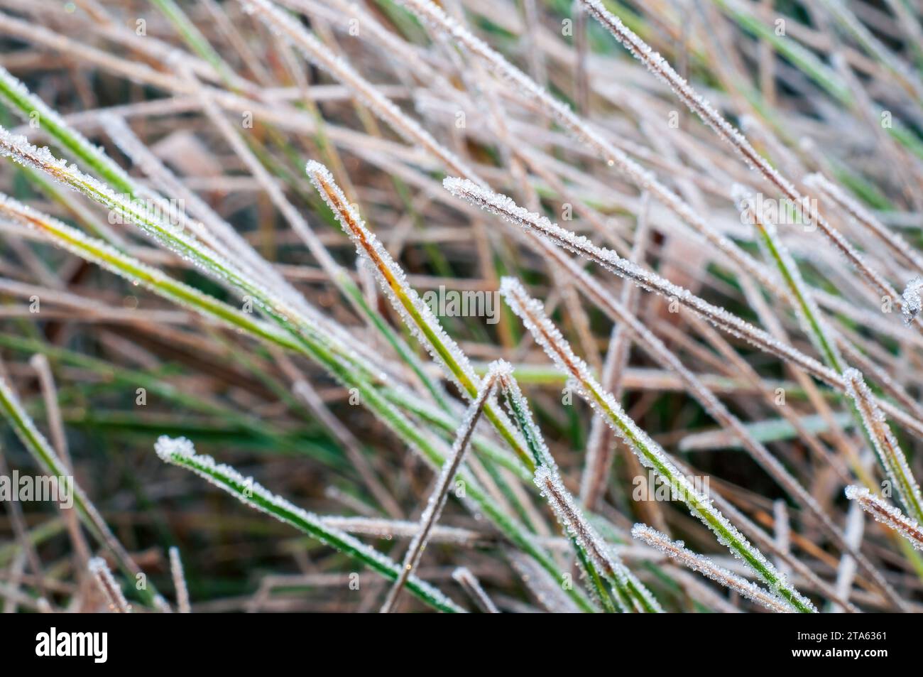 Grass covered ice frost hi-res stock photography and images - Alamy