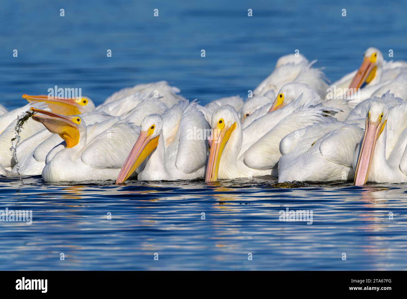 American white pelican (Pelecanus erythrorhynchos) flock of adults fishing together on water in Magrove swamp, Merrit Island, Florida, USA. Stock Photo