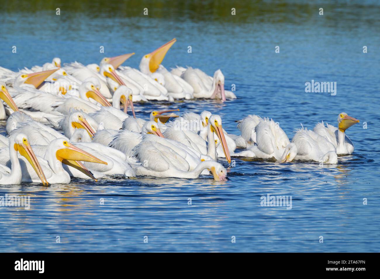 American white pelican (Pelecanus erythrorhynchos) flock of adults fishing together on water in Magrove swamp, Merrit Island, Florida, USA. Stock Photo