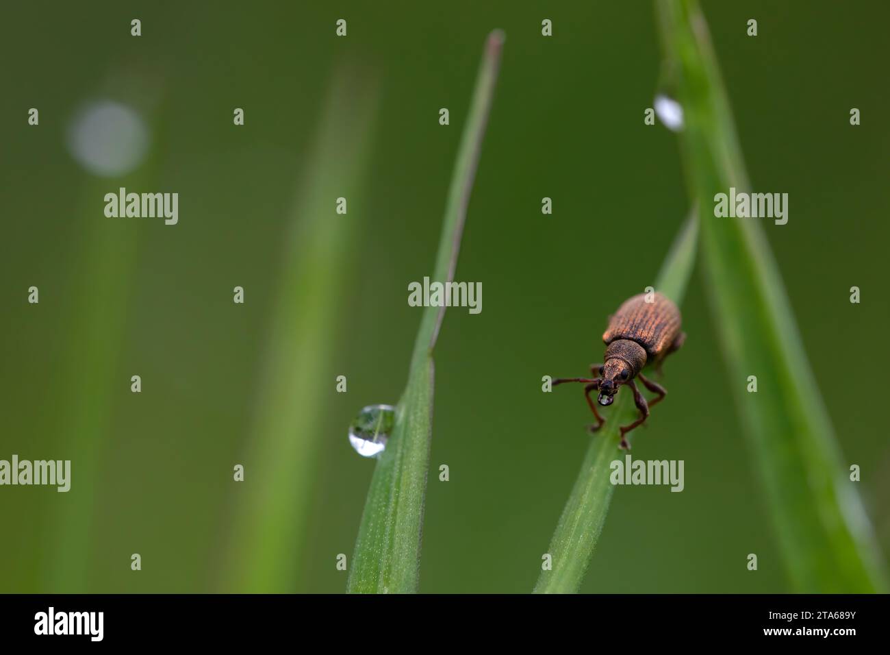 Bright reddish weevil perched on a grass. Macrophotography of horizontal fauna, on grass with dewdrops. Copy Space. Stock Photo