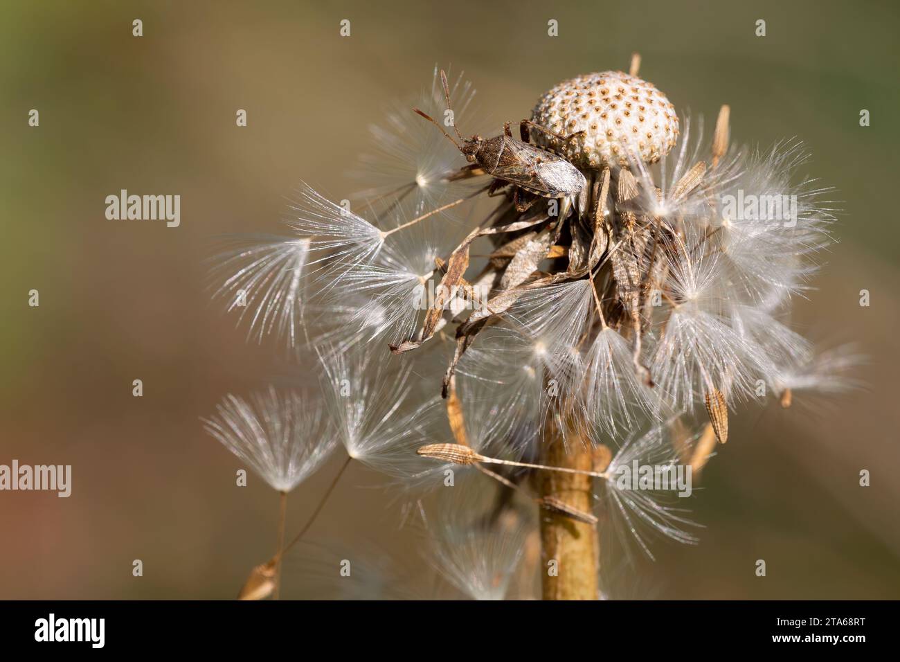 brown stink bug perched on a dried dandelion. horizontal macrophotography in pastel tones. Copy Space. Stock Photo