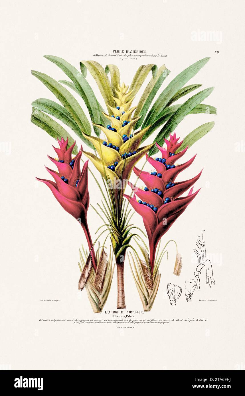 Antique Botanical Illustration. Colorful Plants, Flowers, and Fruits Native to America. Botanical Book Plate Published in the 19th Century. Circa 1840 Stock Photo