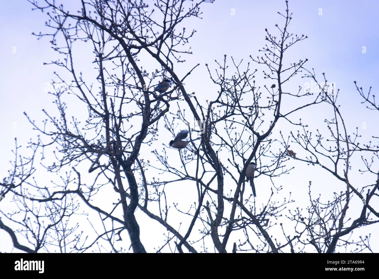 wild birds outdoors outdoors in the mountains near madrid wildlife Stock Photo