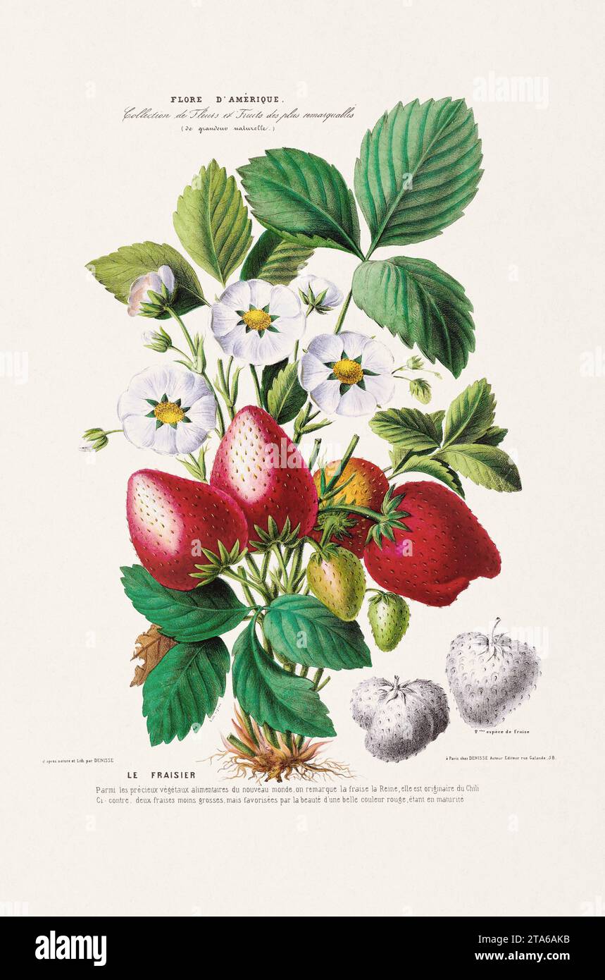 Antique Botanical Illustration. Colorful Plants, Flowers, and Fruits Native to America. Botanical Book Plate Published in the 19th Century. Circa 1840 Stock Photo