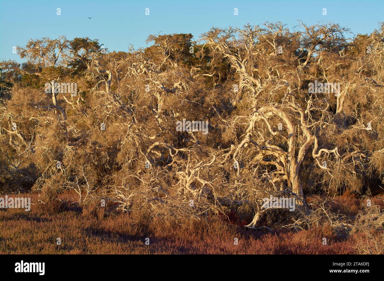 The twisted, gnarled forms of Saltwater Paperbark trees, Melaleuca cuticularis, growing amongst samphire plants, Lake Coogee, Perth, Western Australia Stock Photo