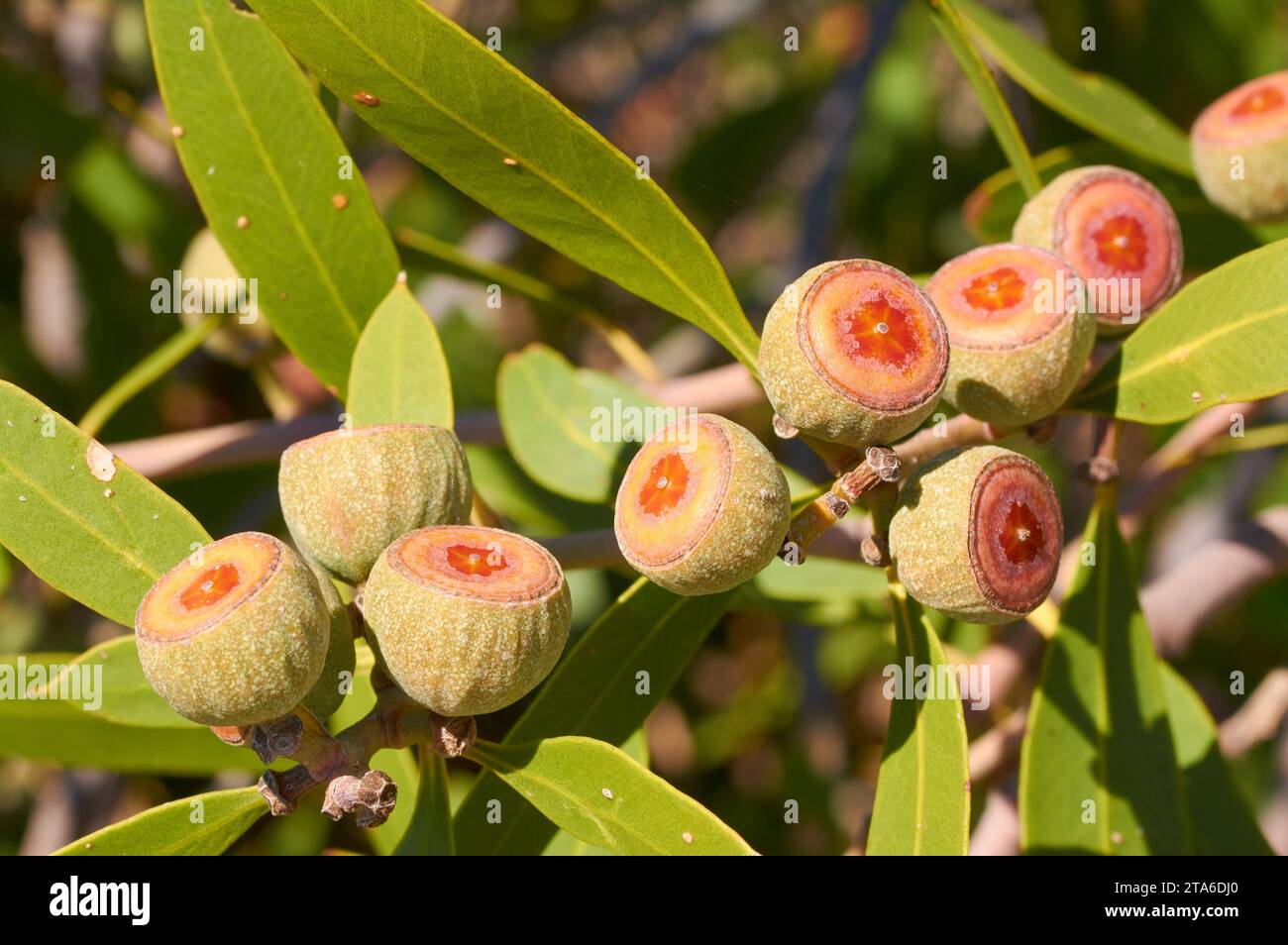 Fruits of the Mount Lesueur Mallee, Eucalyptus suberea, a vulnerable species also known as Cork Mallee, Lesueur National Park, Western Australia. Stock Photo
