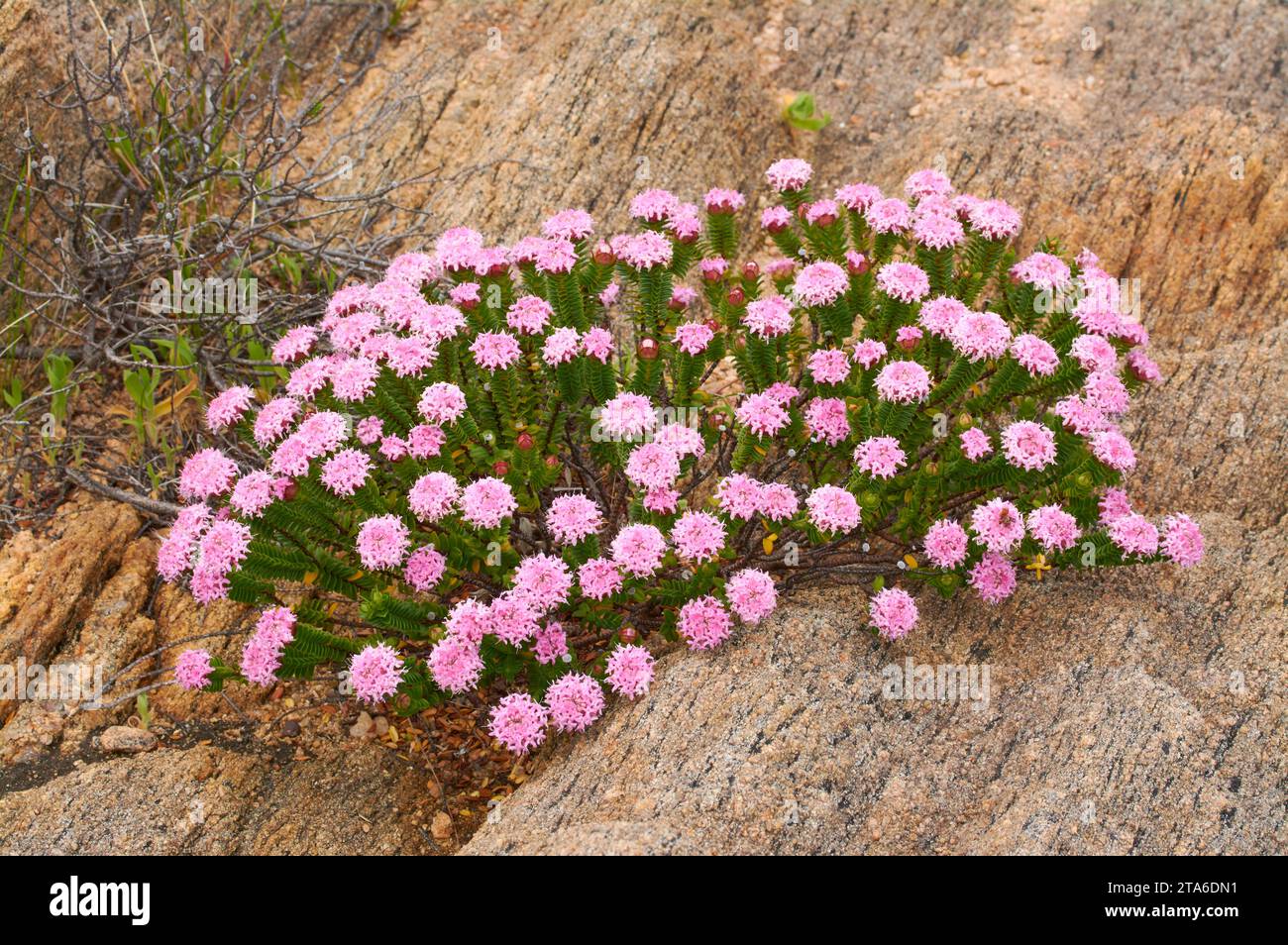 Pink Rice Flower, Pimelea ferruginea, also known as Coastal Banjine, growing in native habitat amongst granite at Cape Leeuwin, Western Australia. Stock Photo