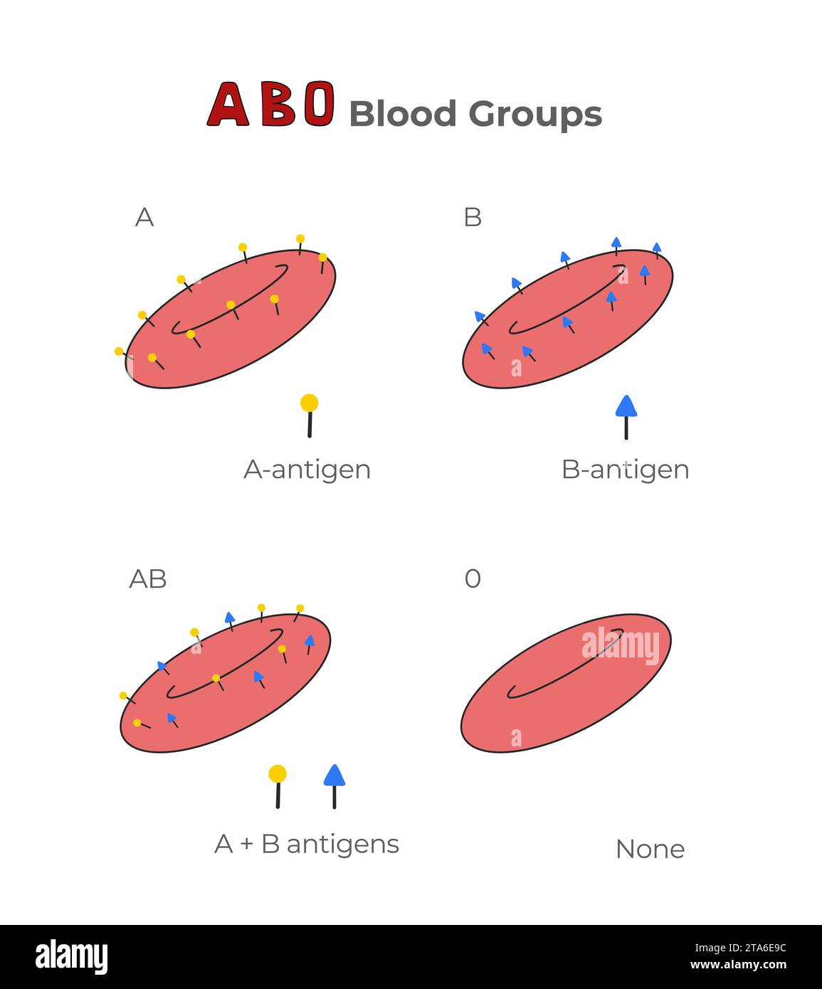 Abo blood type testing hi-res stock photography and images - Alamy