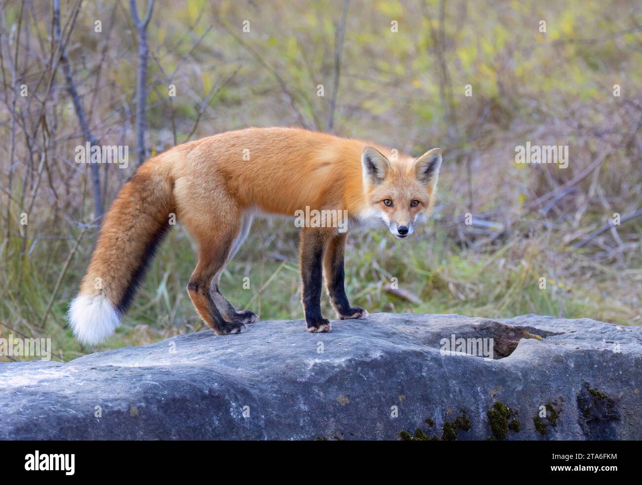 A young red fox with a bushy tail standing on top of a rock in autumn in Ottawa, Ontario, Canada Stock Photo