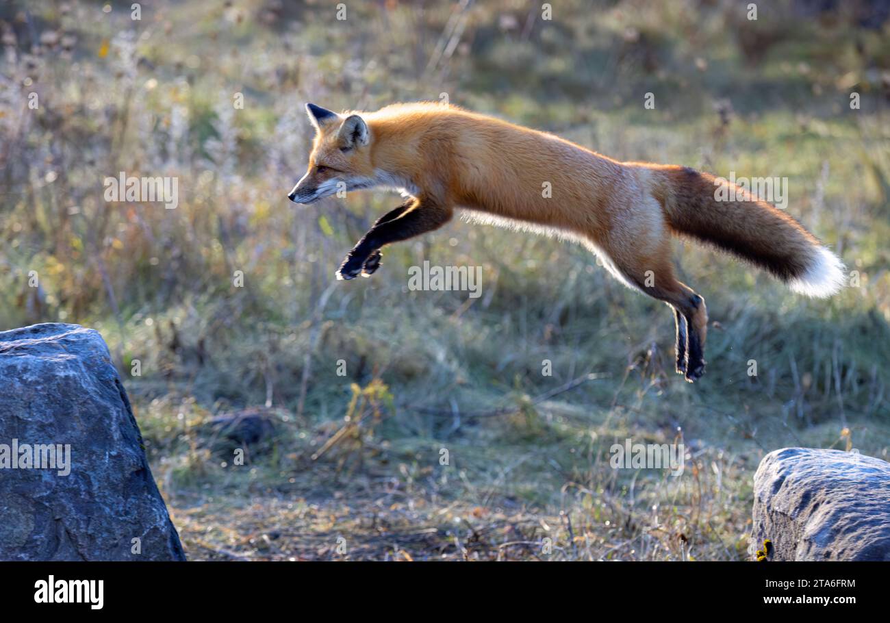 A young red fox with a beautiful tail jumping from rock to rock in a grassy meadow in autumn. Stock Photo