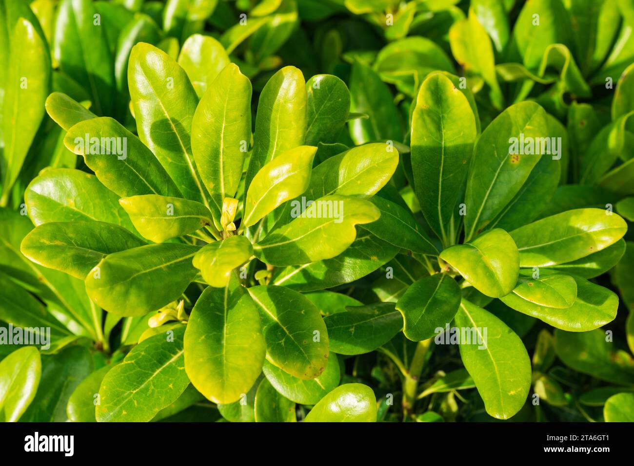 Shrub with beautiful leaves hi-res stock photography and images - Alamy