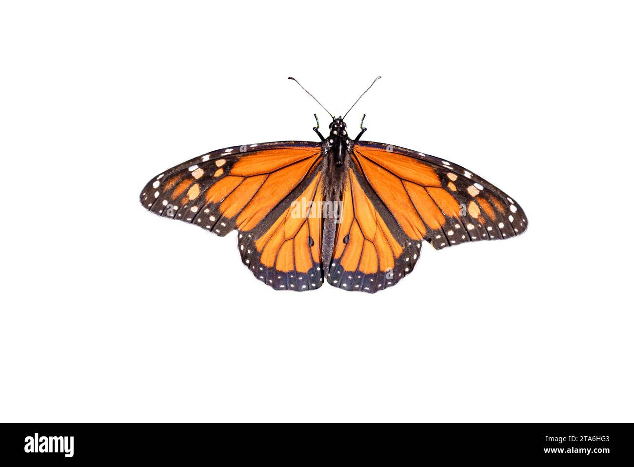 A Showy male monarch butterfly or simply monarch (Danaus plexippus) isolated on white background Stock Photo