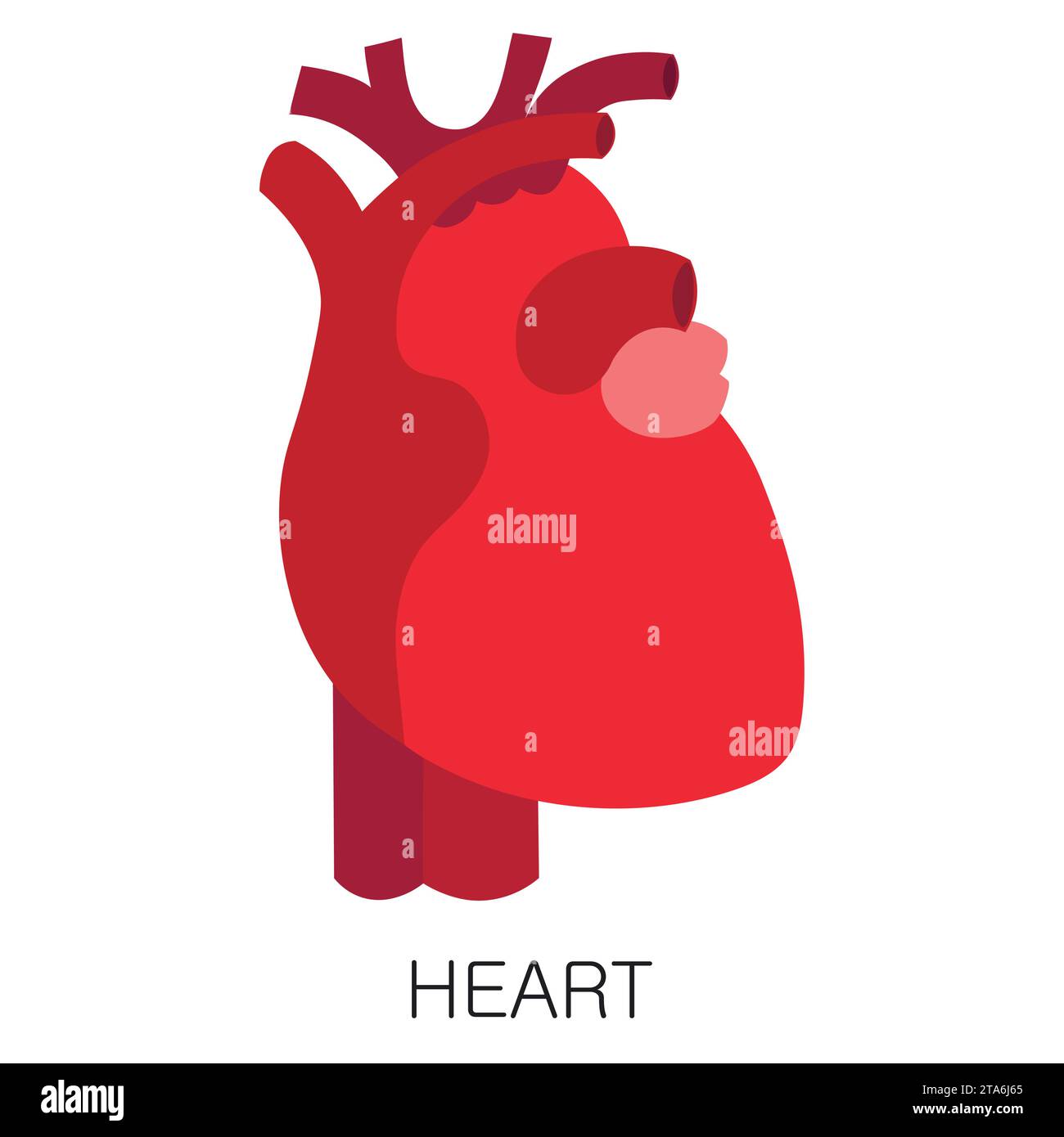 Heart icon in flat style isolated on white background. Human anatomy ...