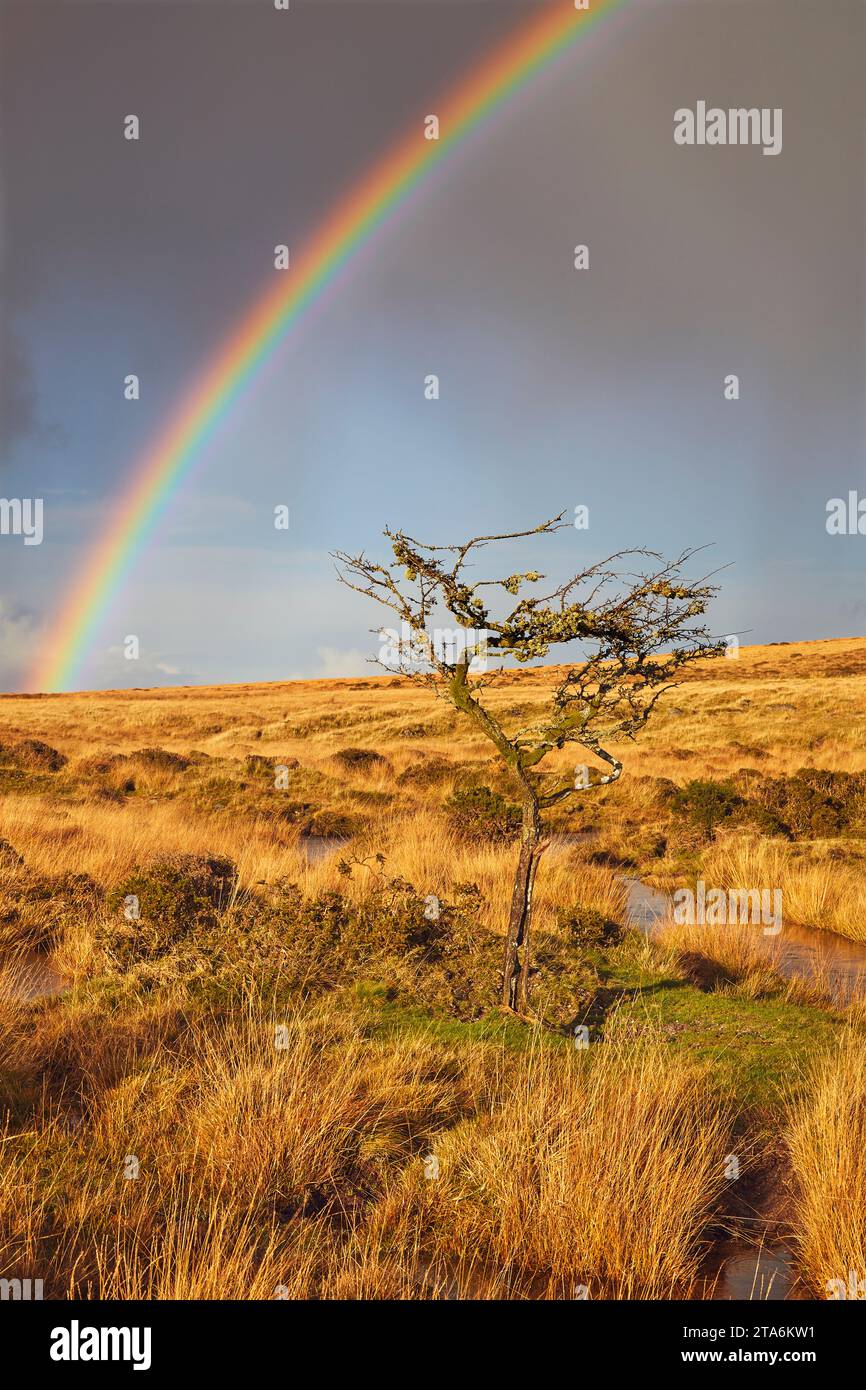 A typical autumn day: a rainbow arcs across a hawthorn tree and the open moorland of Gidleigh Common, Dartmoor National Park, Devon, Great Britain. Stock Photo