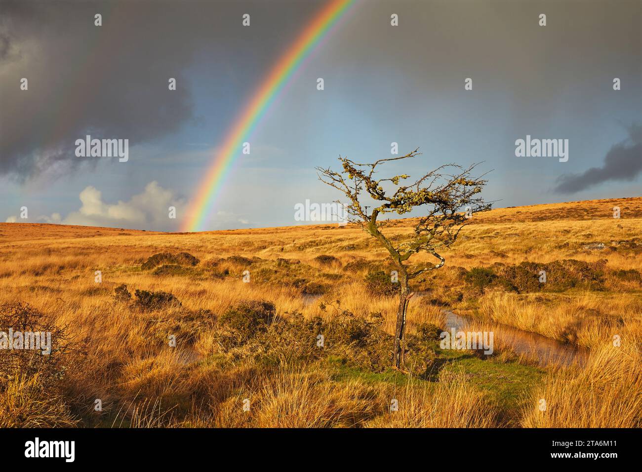 A typical autumn day: a rainbow arcs across a hawthorn tree and the open moorland of Gidleigh Common, Dartmoor National Park, Devon, Great Britain. Stock Photo