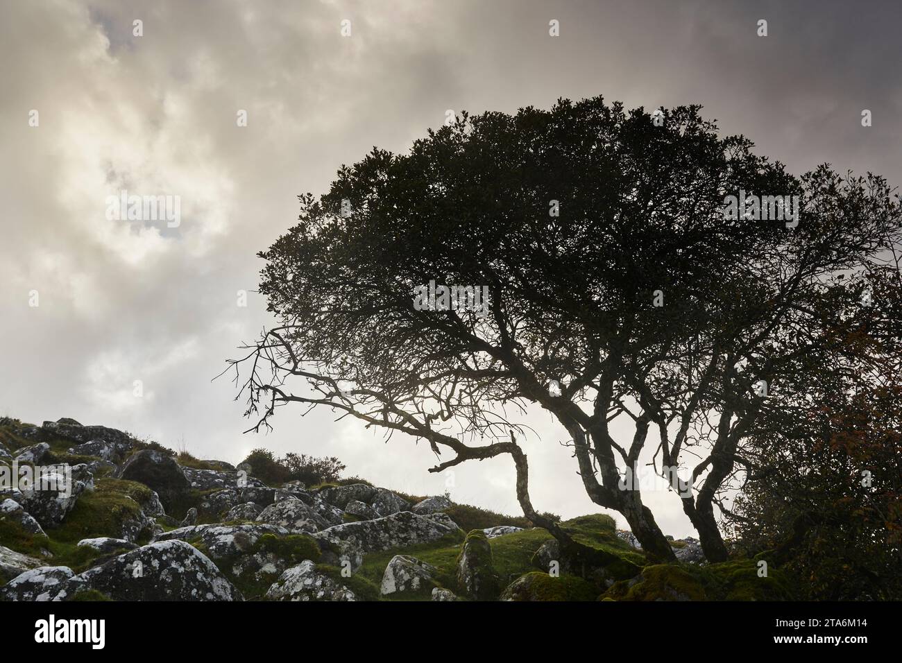 Silhouette of a moorland hawthorn tree against a stormy sky; on Gidleigh Common, near Chagford, Dartmoor National Park, Devon, Great Britain. Stock Photo