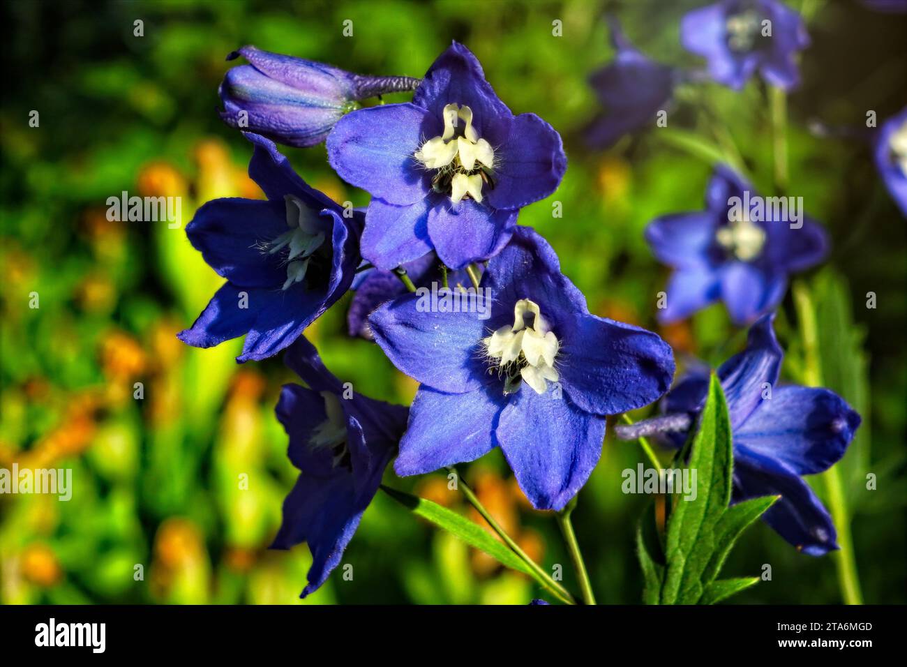 Blue Delphinium, Larkspur, flowers close up in golden light. Stock Photo