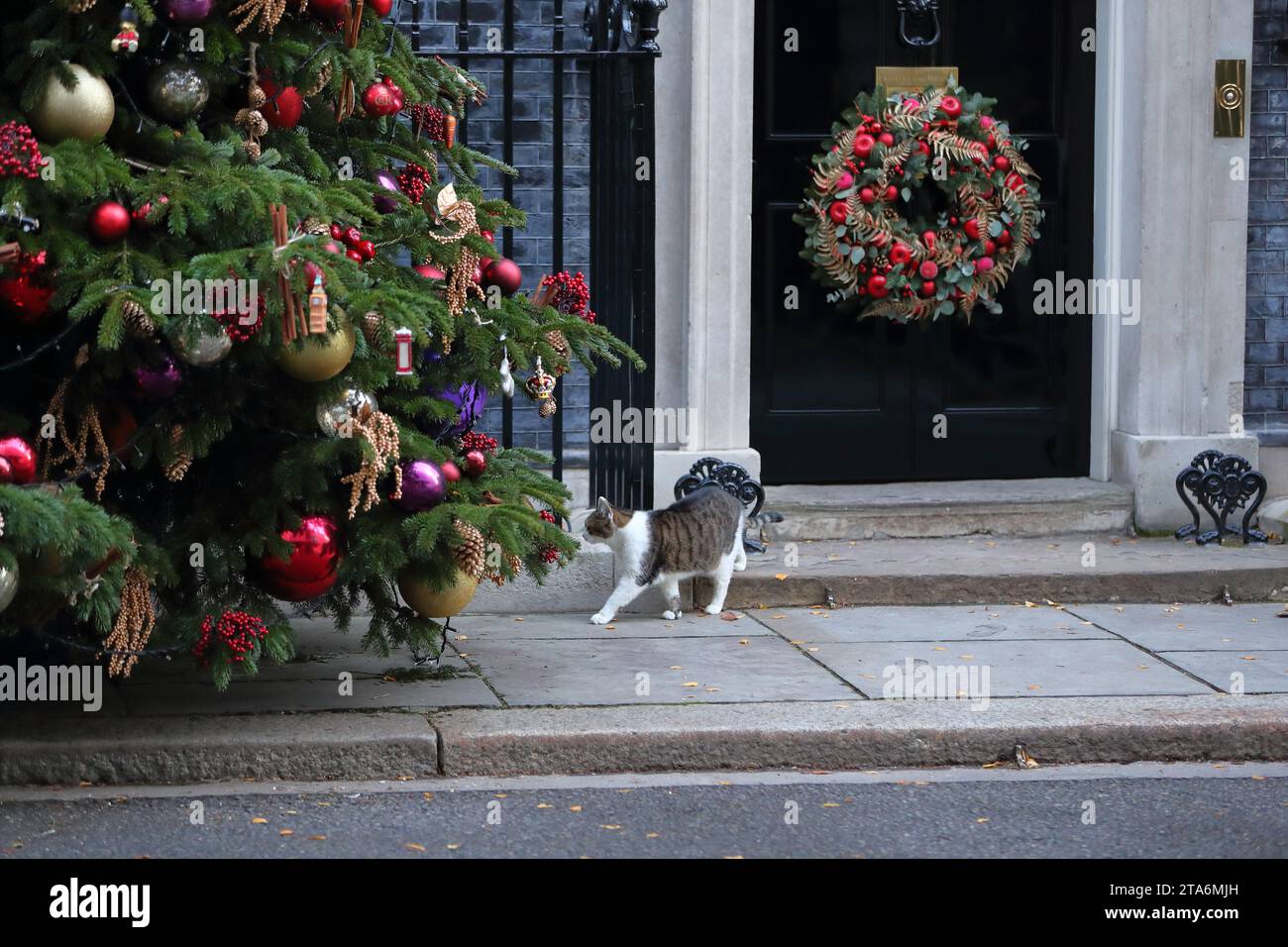 London, United Kingdom. 28th Nov, 2023. Larry the Cat enters No 10 Downing Street. The door is decorated with a traditional Christmas wreath. Stock Photo