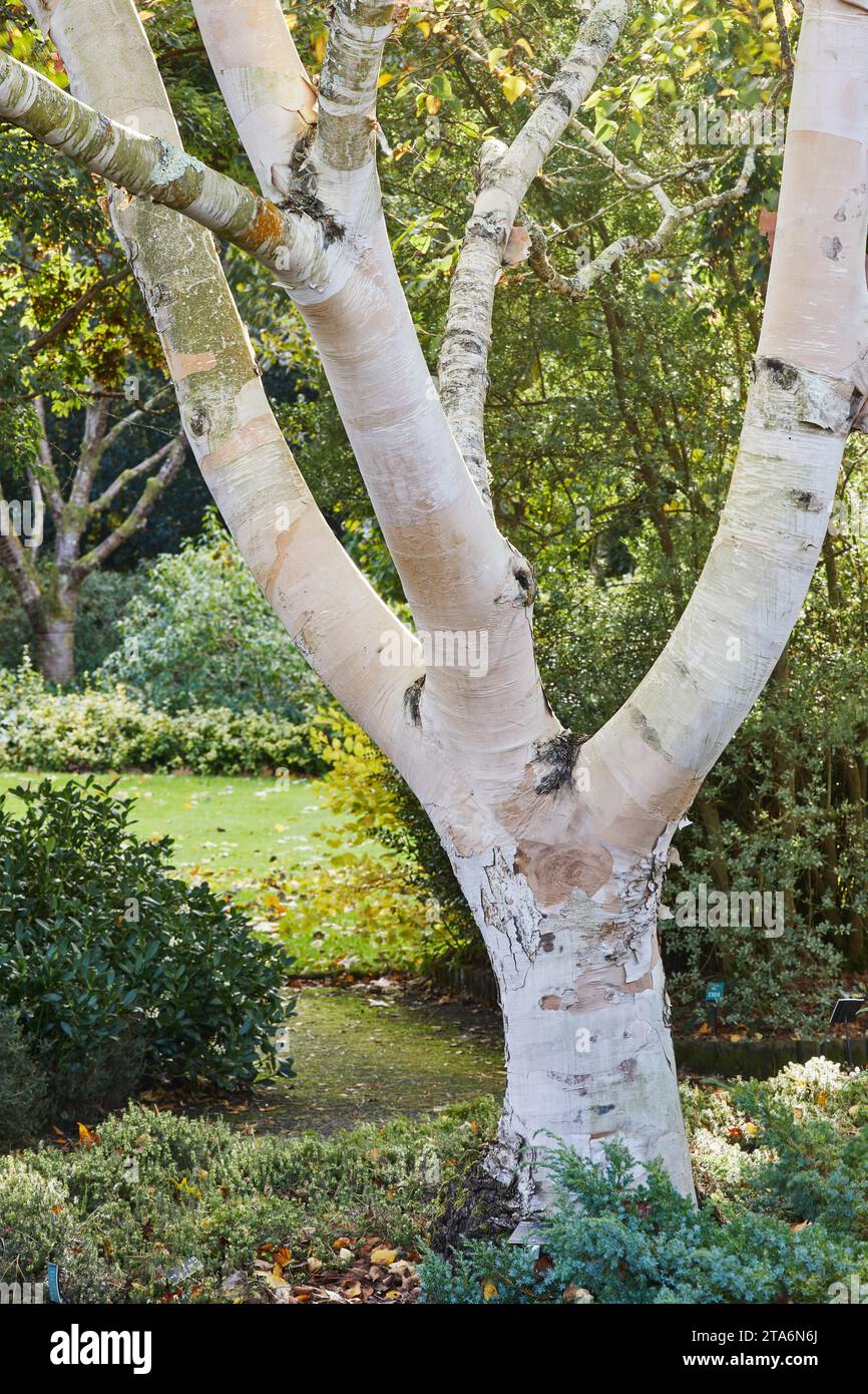 The white trunk of a birch tree, on display in an ornamental garden; Devon, Great Britain Stock Photo