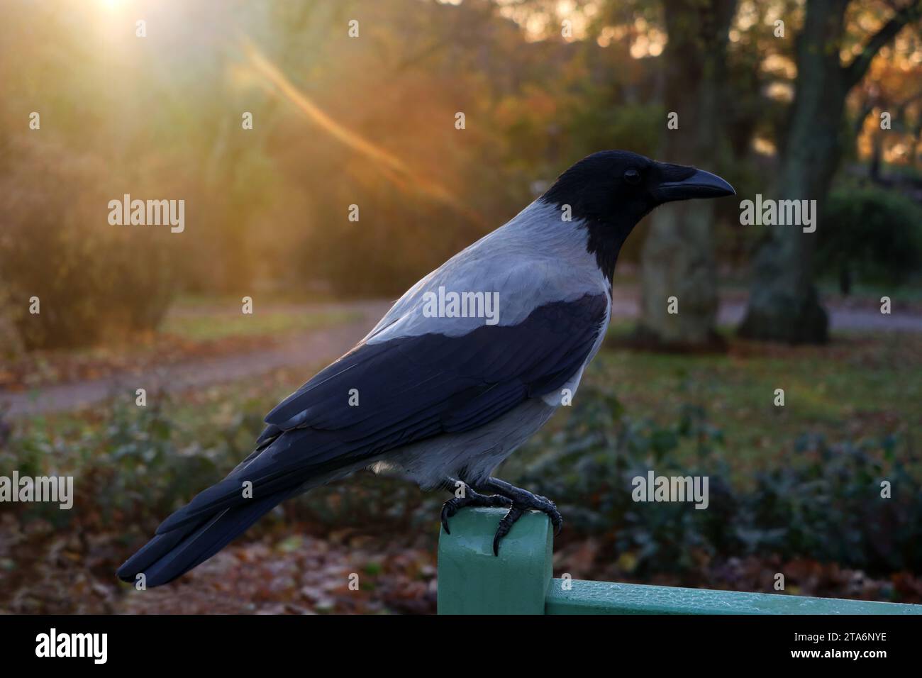 Young Hooded Crow, Corvus cornix, perched on the back of a bench in park in early morning sunlight. Stock Photo
