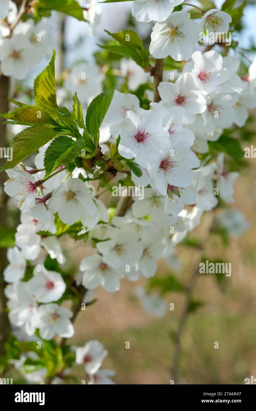 Prunus Snow Goose, cherry tree Snow Goose, single white flowers Stock