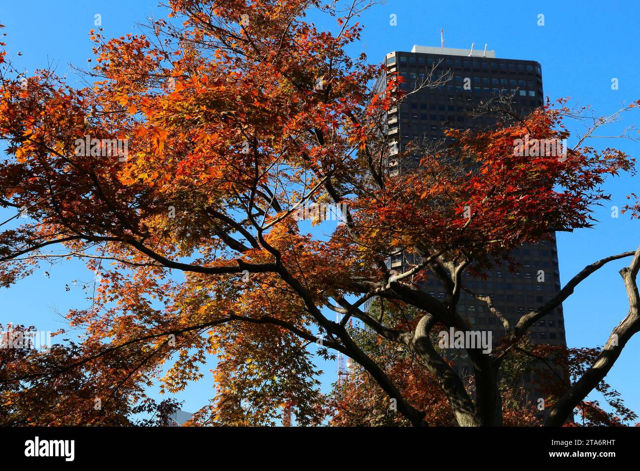 Fall season tree with urban landscape in background seen from Hama Rikyu Gardens in Tokyo, Japan. Fall in Tokyo. Stock Photo