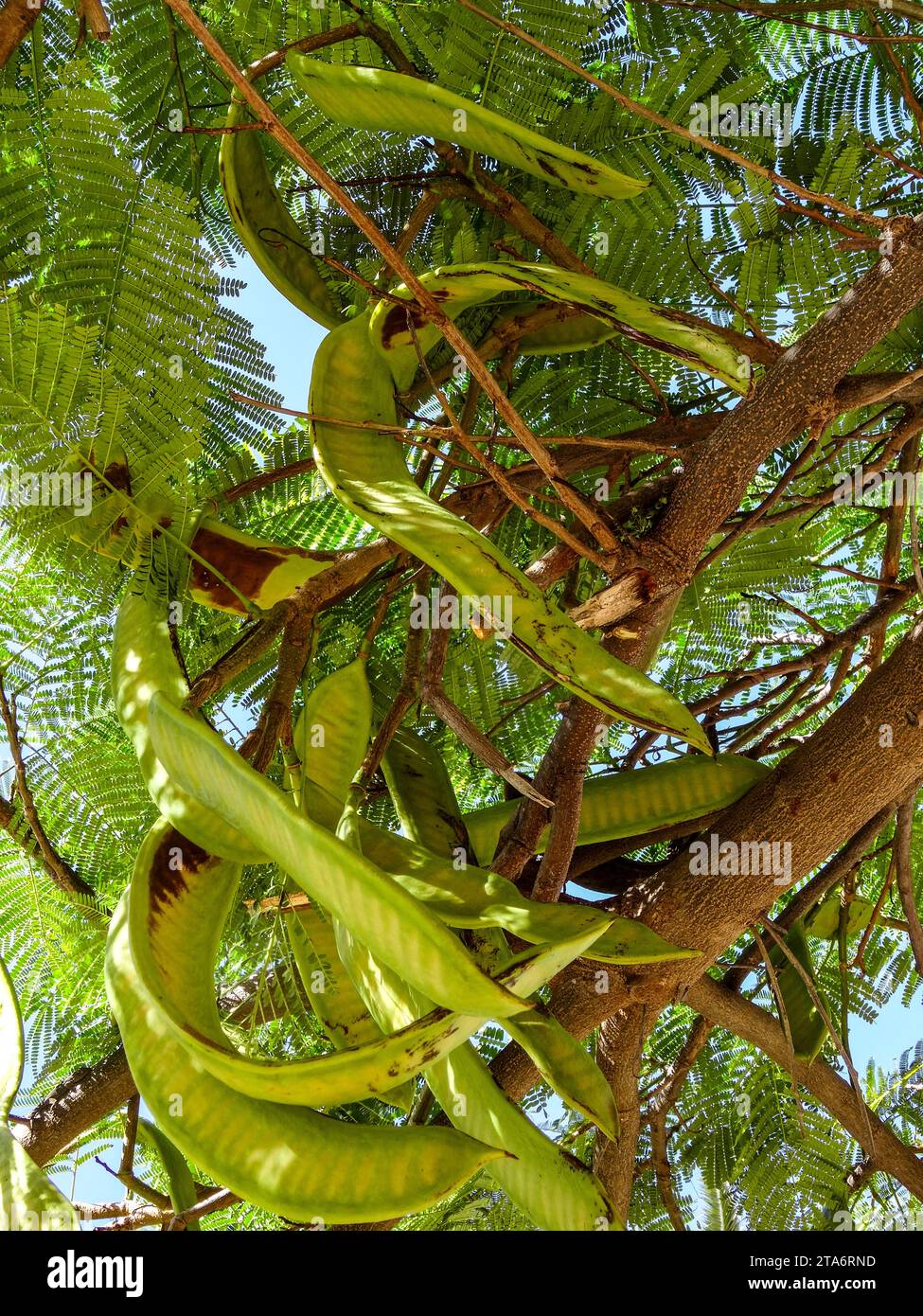 Carob Tree with pods and foliage. Natural intimate useful ornamental