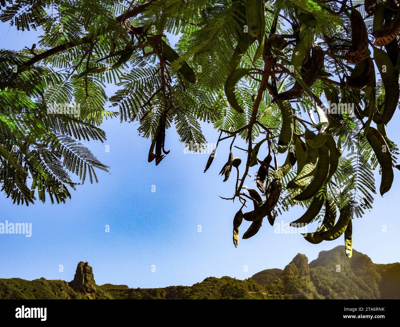 Carob Tree with pods and foliage. Natural intimate useful ornamental