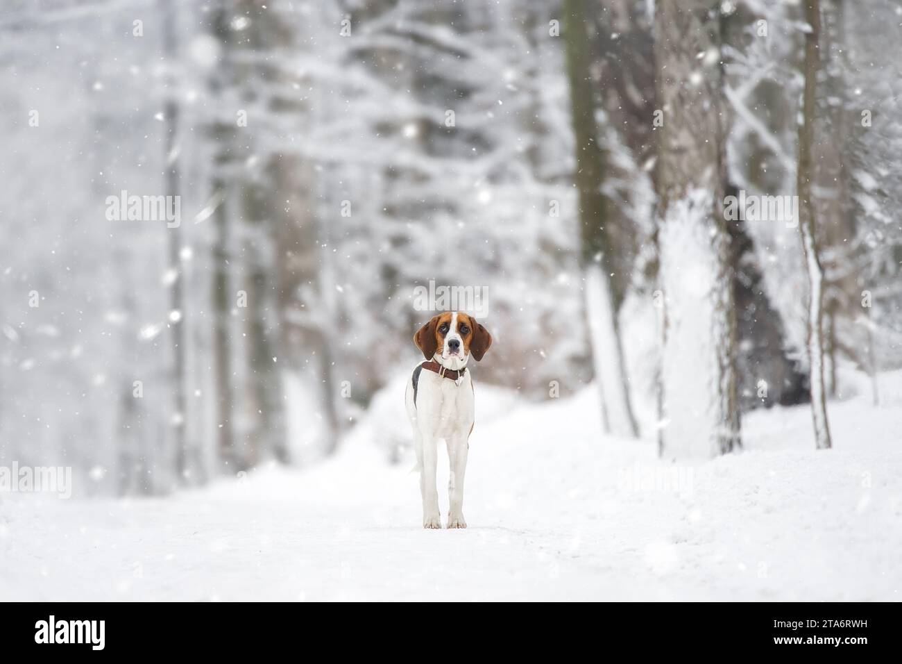 Portrait of a hunting breed of dogs Russian piebald hound in winter against a background of snow. Stock Photo
