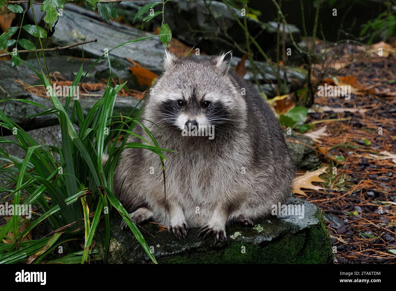 Normal Looking Racoon A cute raccoon portrait looking at you Stock Photo - Alamy