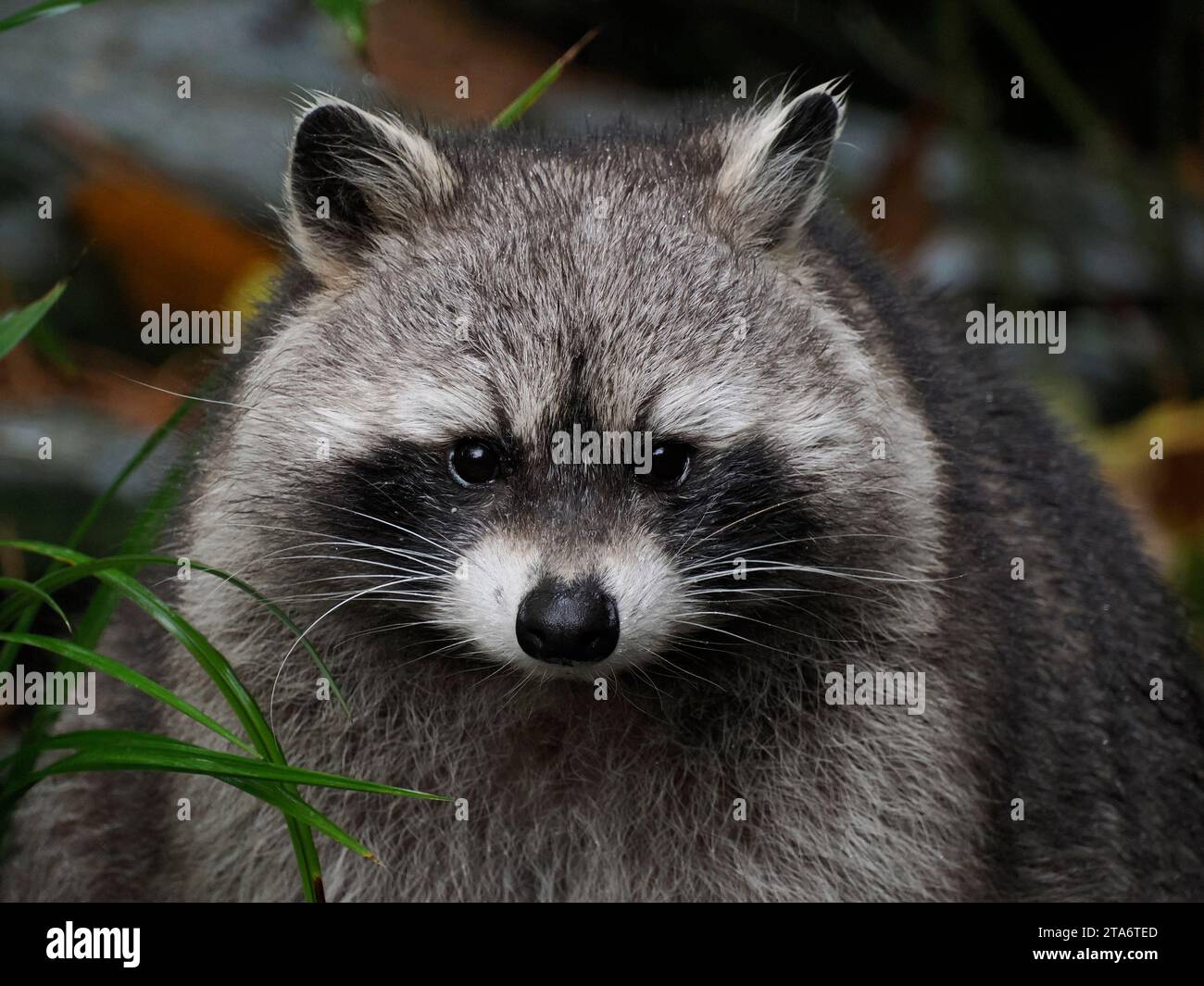 Normal Looking Racoon A cute raccoon portrait looking at you Stock Photo - Alamy