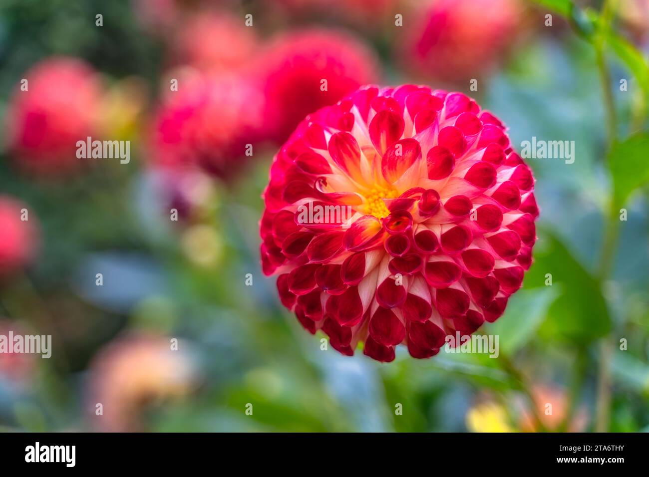 Red dahlia flower in botanic garden, Dublin, Ireland. Macro photography of Cornel Brons with blurred background. Beautiful wallpaper with flower Stock Photo
