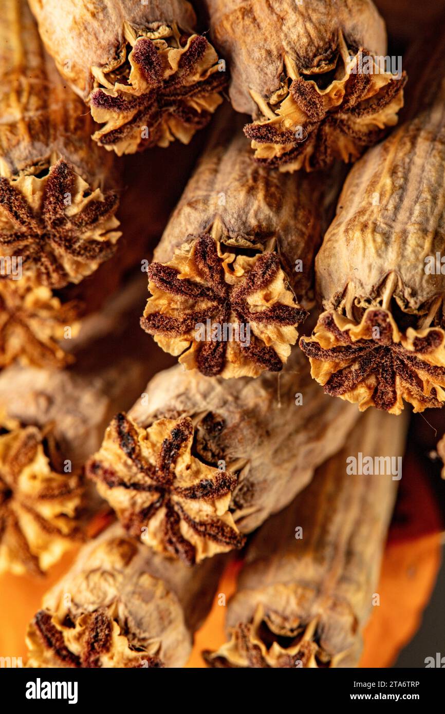 Poppy Shell Poster ready very close up nature still life showing natural texture ...