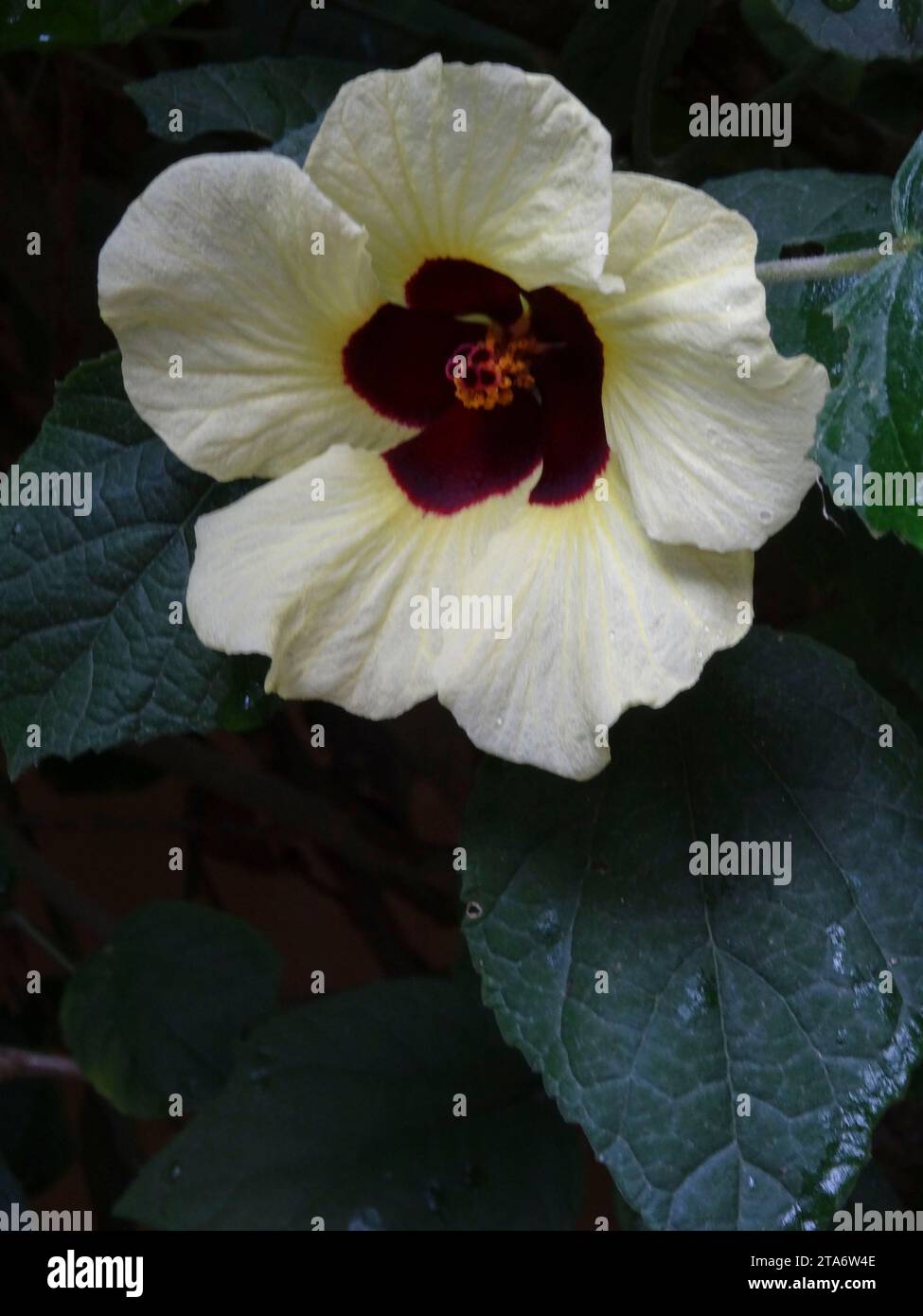 Natural close up flowering plant portrait of single high resolution Hibiscus calyphyllus bloom with foliage as negative space Stock Photo