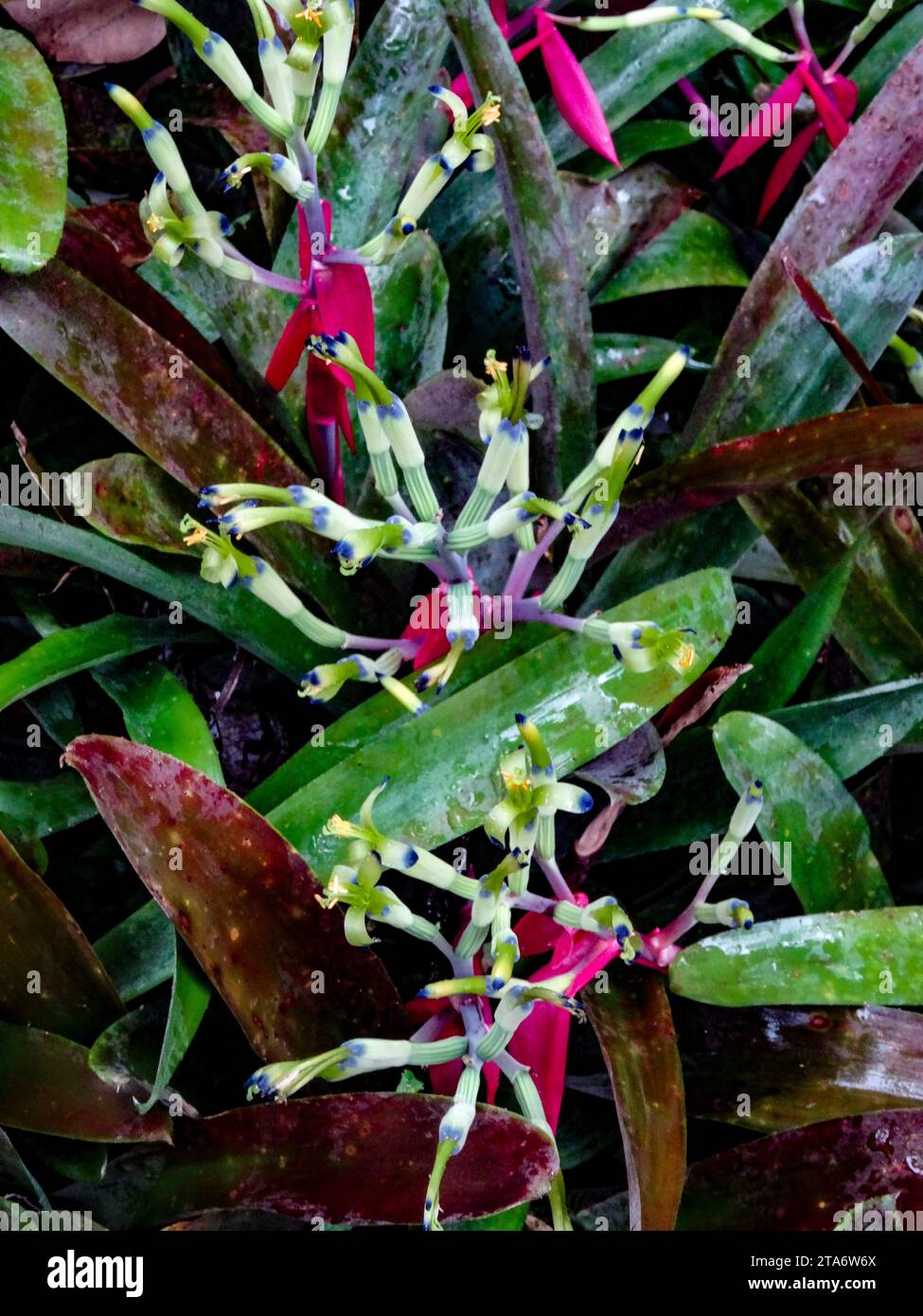 Chaotic natural close up environmental flowering plant portrait of Billbergia Amoena,flowering on mass Stock Photo