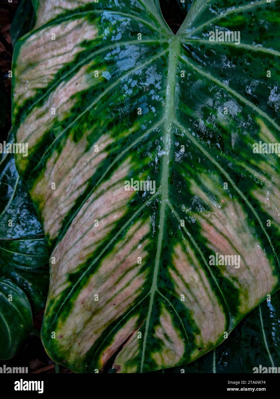 Macro semi abstract of large Philodendron Gloriosum ‘Andre’, leaf ...