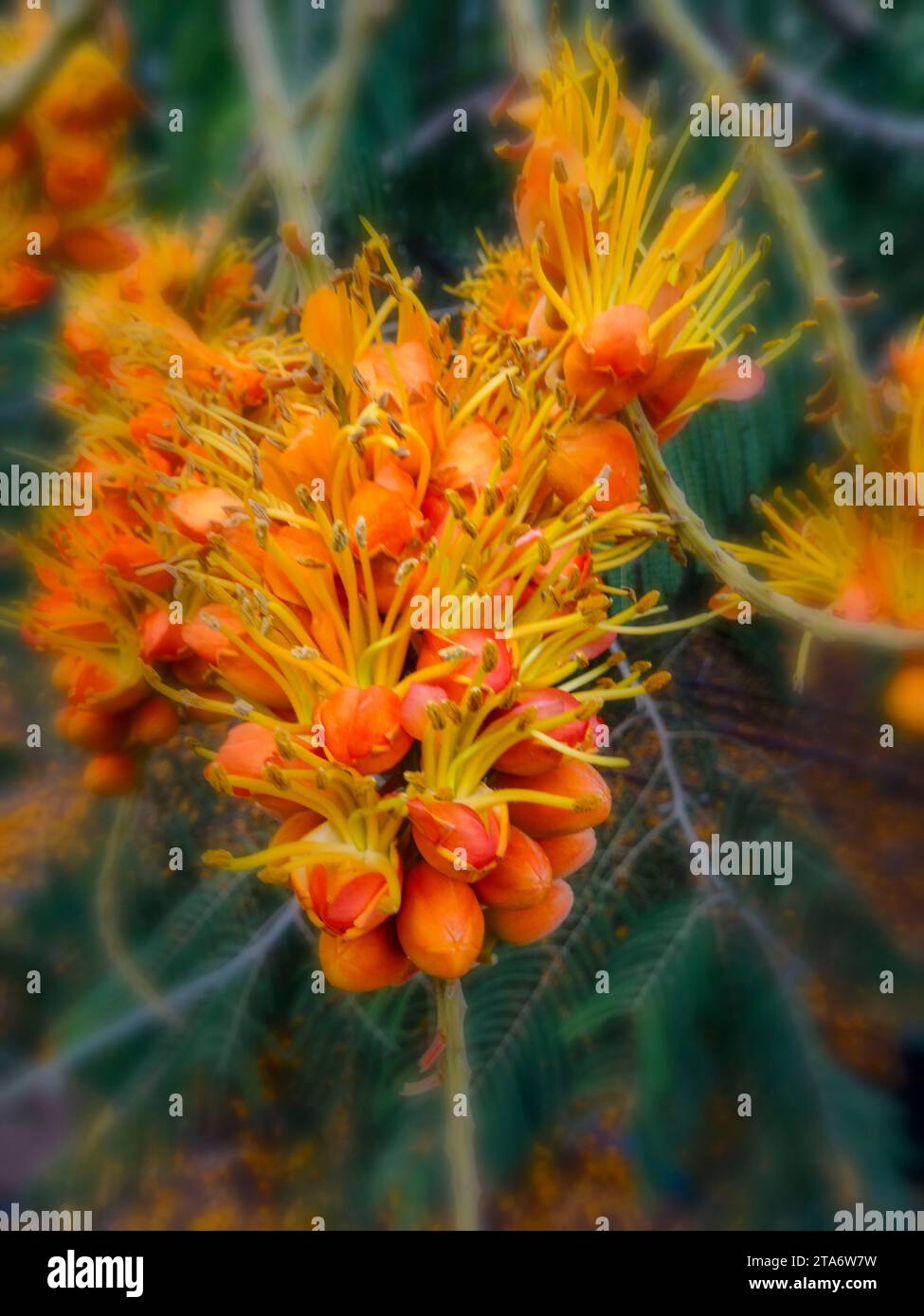 Striking Colvillea Racemosa. Natural close up flowering tree portrait in good light Stock Photo