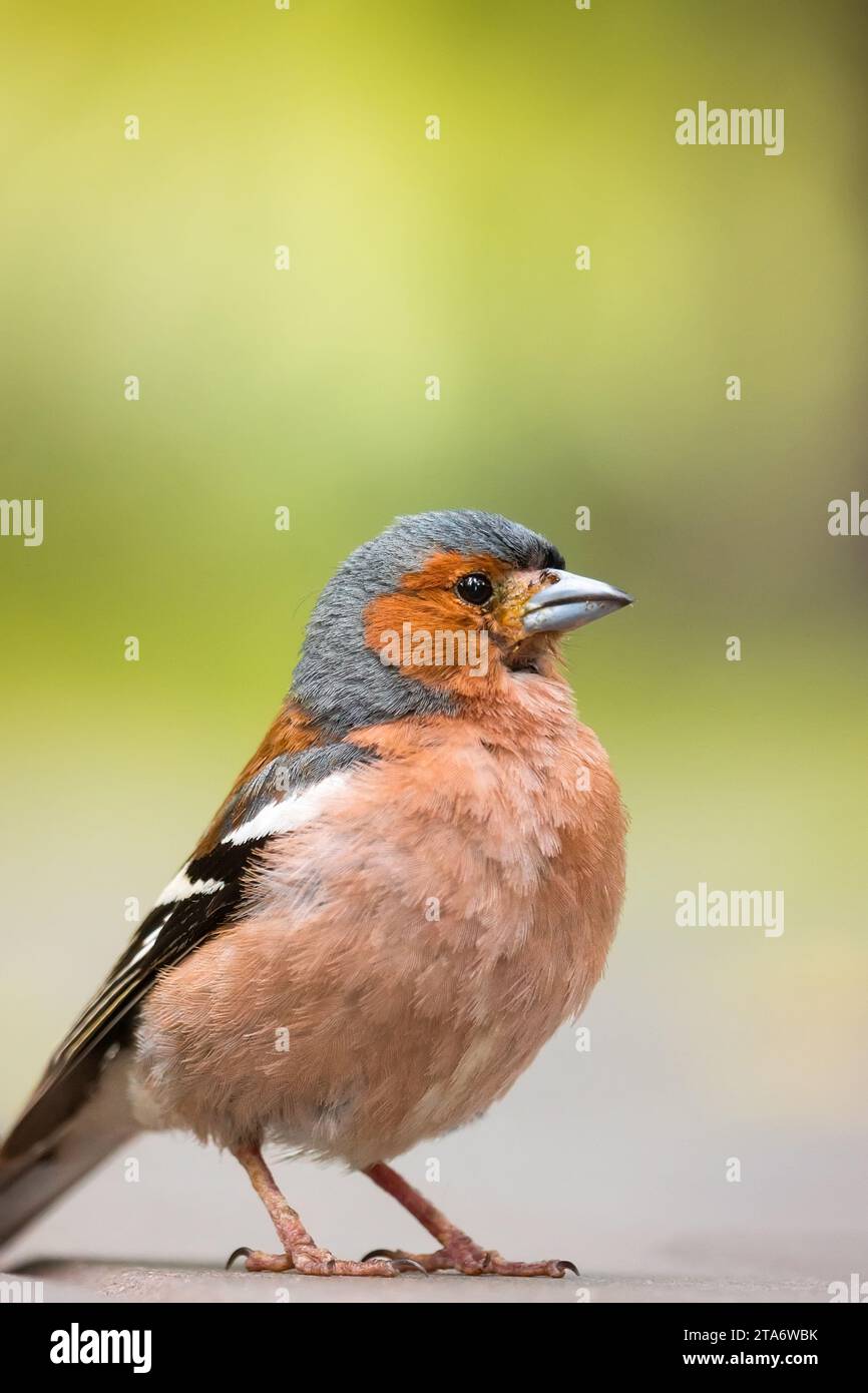 a finch sits on the road and looks at the camera, a beautiful bird Stock Photo