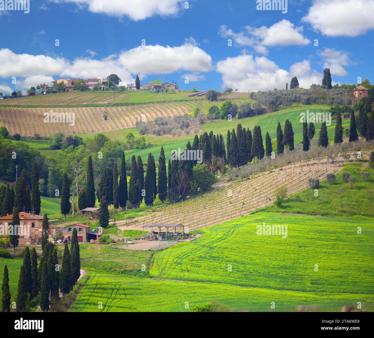 Italian Rural Images Tuscany rural landscape with cypress trees in Val D'Orcia, Italy Stock ...