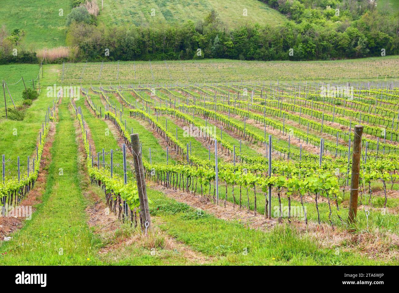 Vineyards in Tuscany - rural Italy. Agricultural countryside area in the province of Siena. Stock Photo