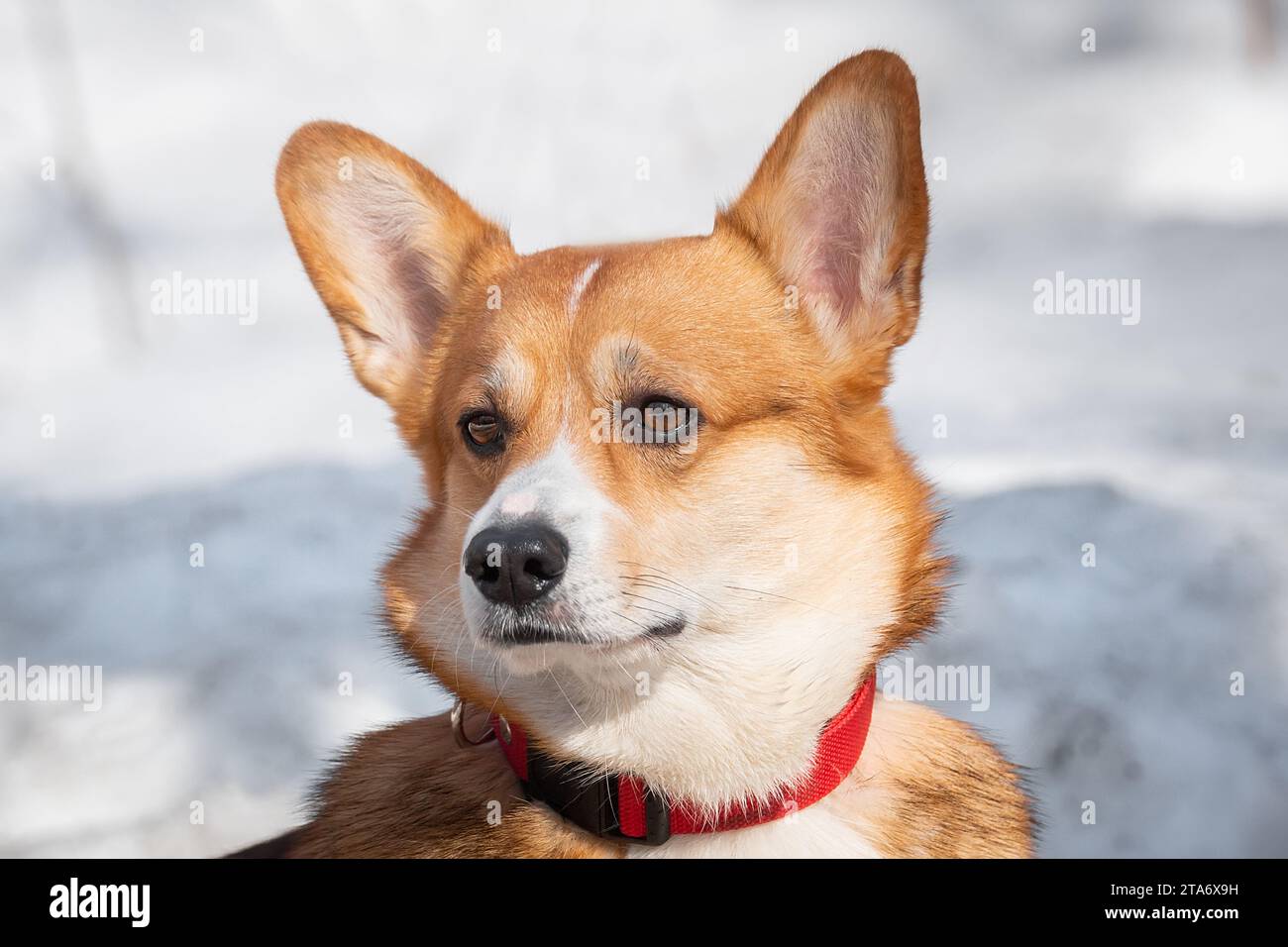 Red welsh corgi pembroke dog standing in breed show stack outdoors in winter Stock Photo