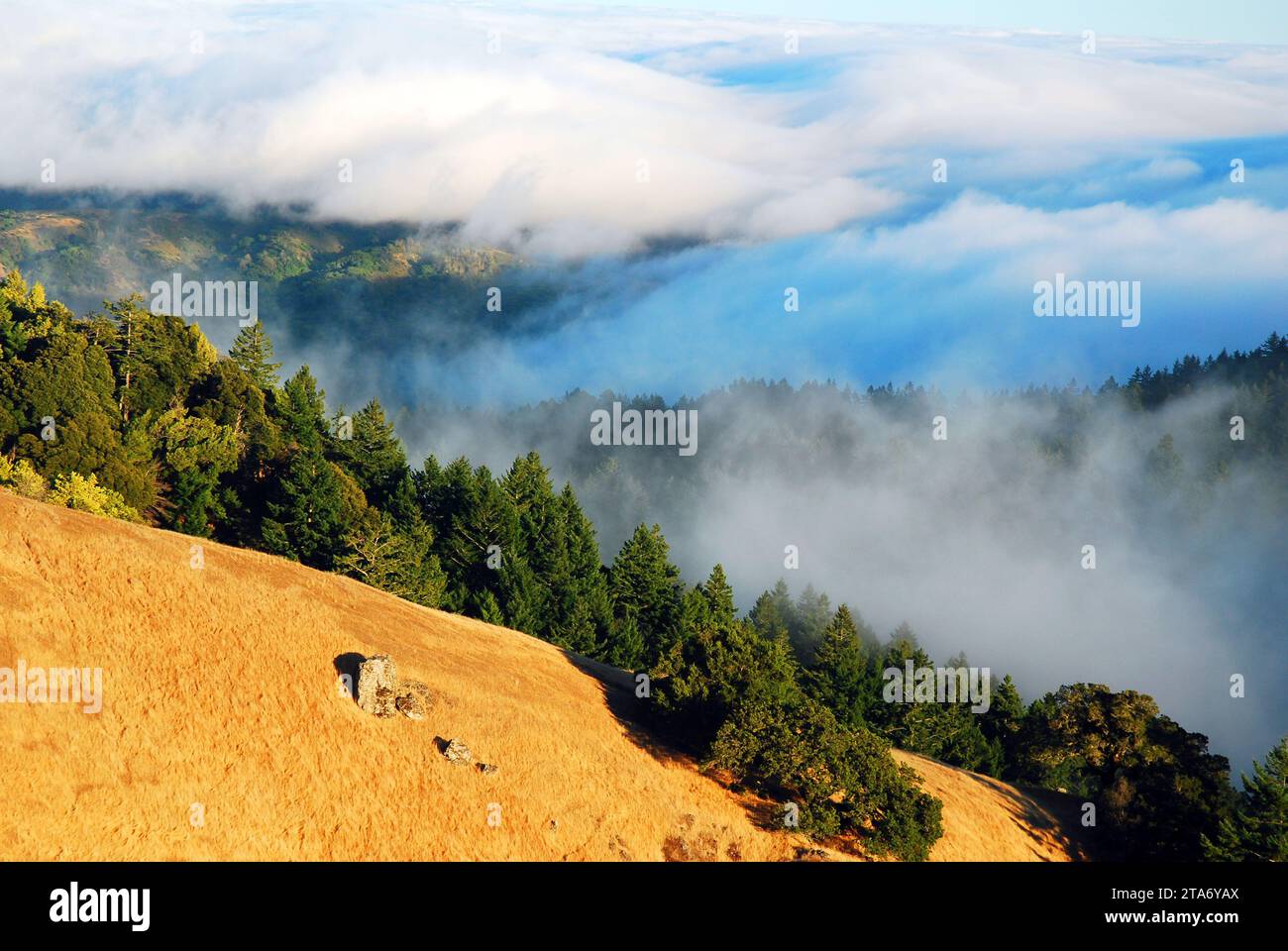 Fog lingers in the valley of Mt Tamalpais State Park in Marin County, near San Francisco Stock Photo