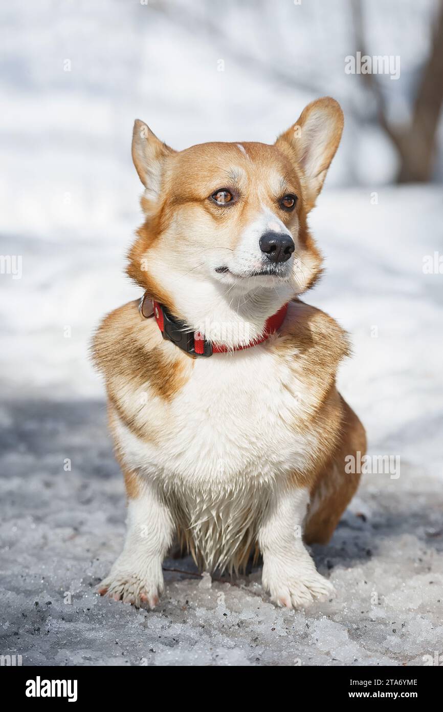 Red welsh corgi pembroke dog standing in breed show stack outdoors in winter Stock Photo