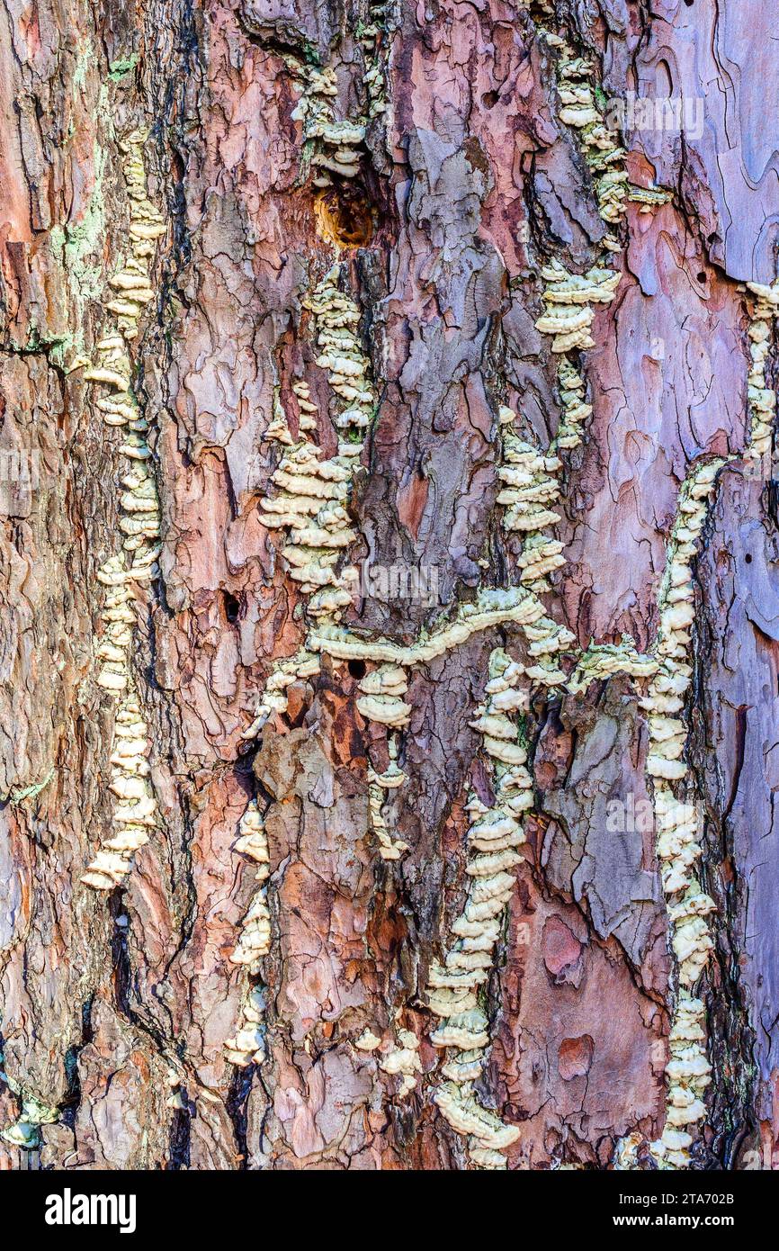 Fungus growing in bark of diseased Maritime pine (Pinus pinaster) tree - west-central France. Stock Photo