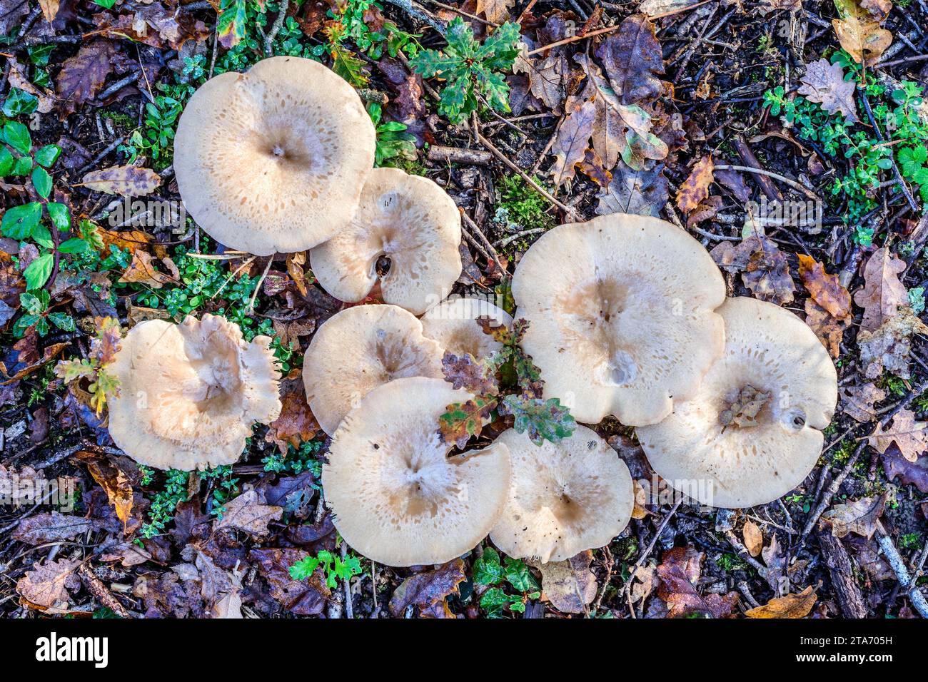 Inedible (Death Cap / Amanita ?) mushrooms with Oak leaves, growing on floor of mixed woodland - central France. Stock Photo