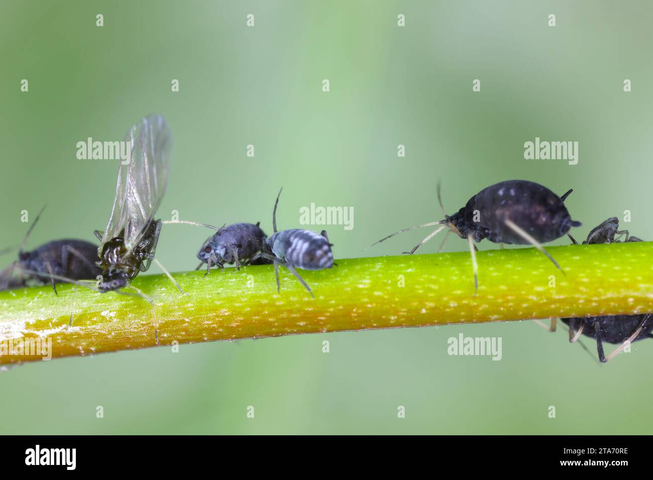 Aphis fabae aphids (Black Bean Aphid. A colony of wingless and winged ...