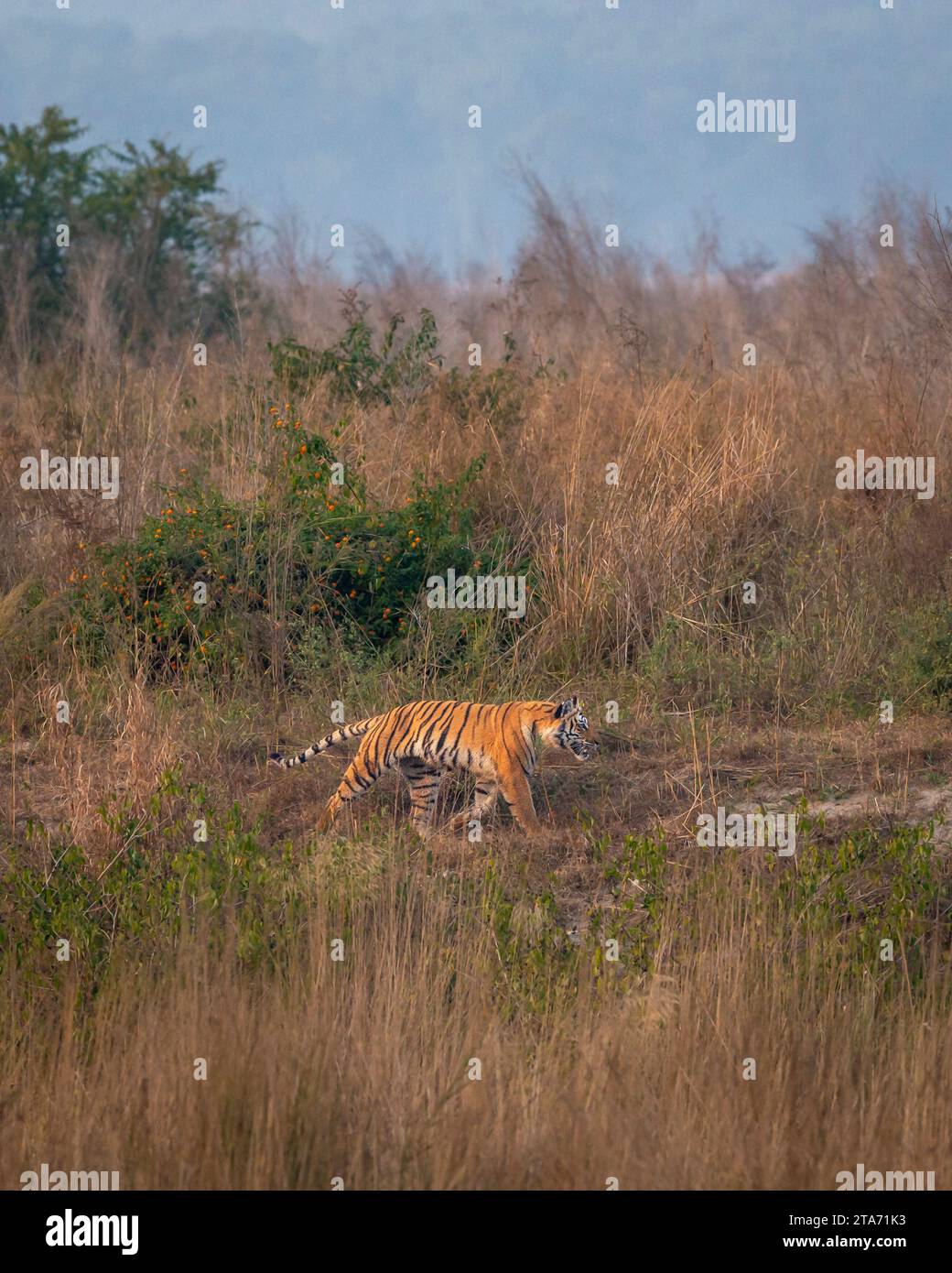 Indian wild female bengal tiger or panthera tigris running or prowl behind prey in terai region forest in winter season safari at dhikala zone corbett Stock Photo