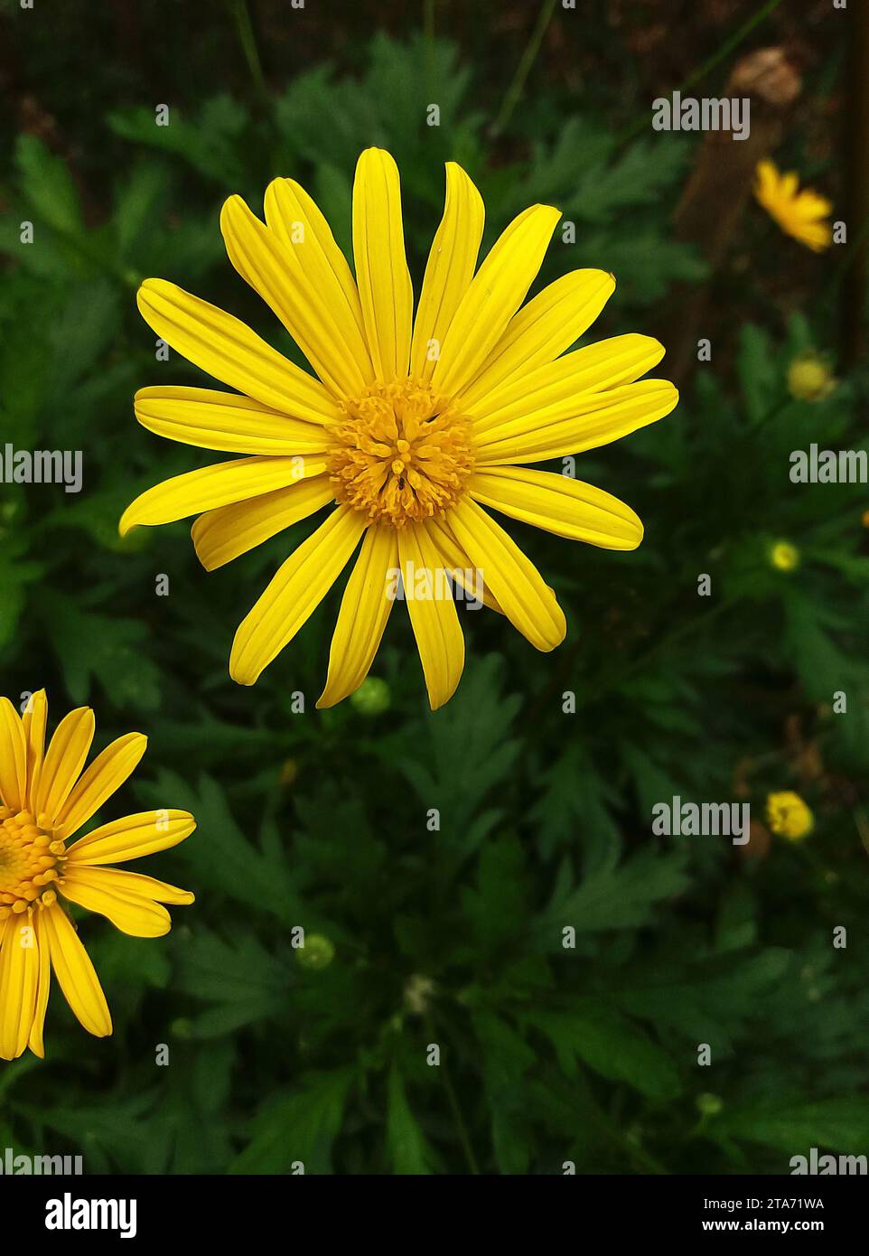African daisy or Euryops chrysanthemoides flower. Is a shrub from the