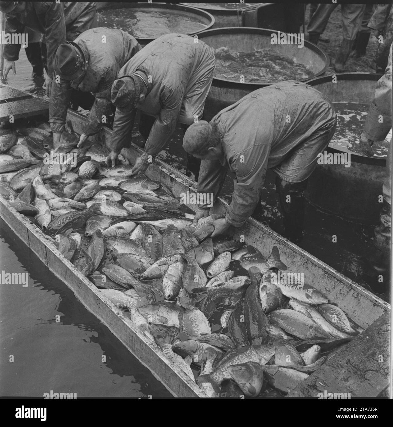 ***OCTOBER 13, 1972 FILE PHOTO***Fishermen during a traditional fish haul of the Opatsky pond, Velke Mezirici, Czech Republic, October 13, 1972. (CTK Stock Photo