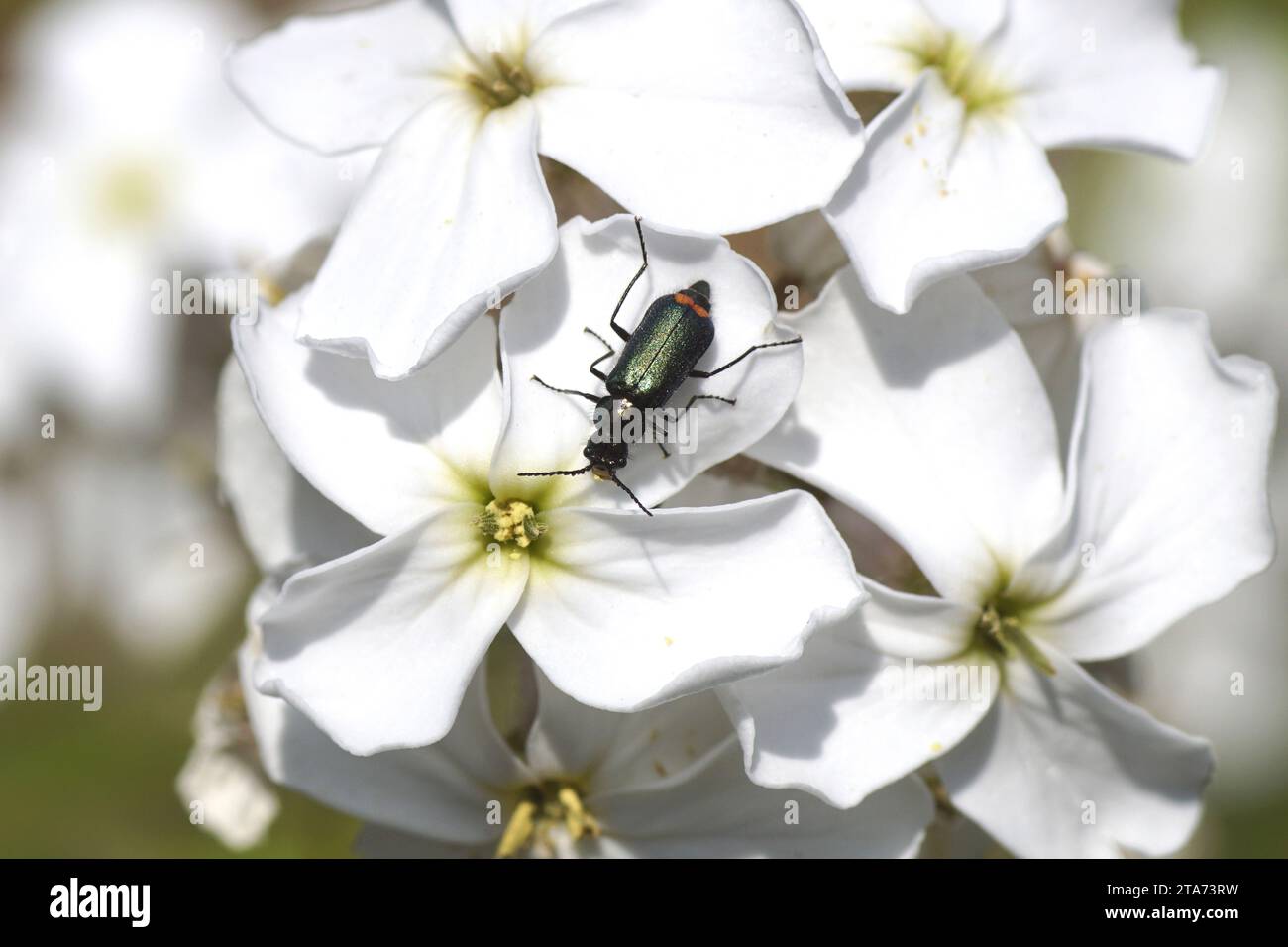 Close up Malachite beetle (Malachius bipustulatus), family soft-winged flower beetles (Melyridae). White flowers of dame's rocket Hesperis matronalis Stock Photo